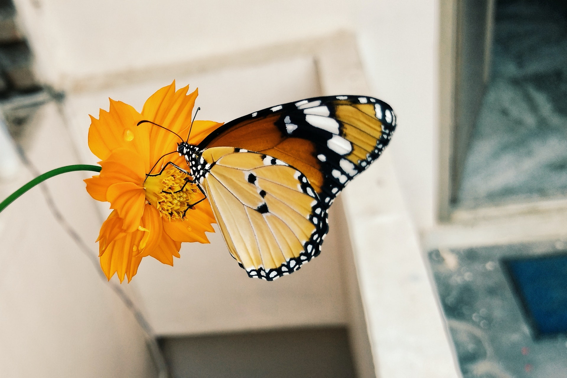 پروانه روی گل