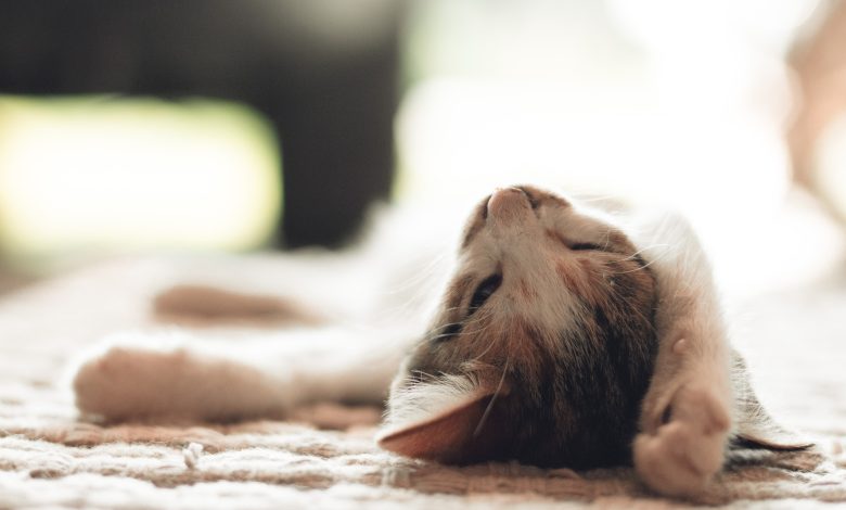 گربه‌ی غش کرده